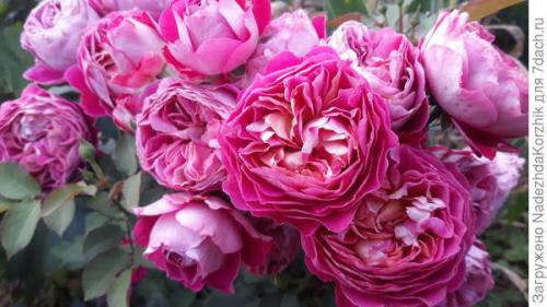 Розы французской селекции. Роскошные француженки. Розы Гийо-Массад, Мейян, Дельбар