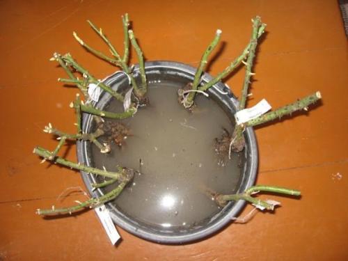 Хорошие питомники роз. В поисках хороших саженцев роз тестирую новый питомник