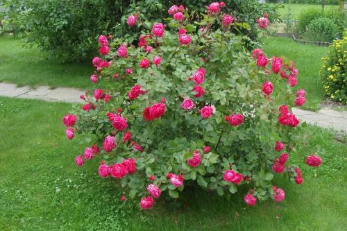 Розы новые сорта. Все виды роз с указанием лучших сортов от А до Я