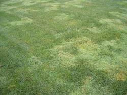 Что делать осенью, чтобы газон хорошо перезимовал. Как подготовить газон к зиме? 05