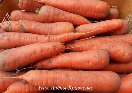 Почему морковь растет рогатая 01