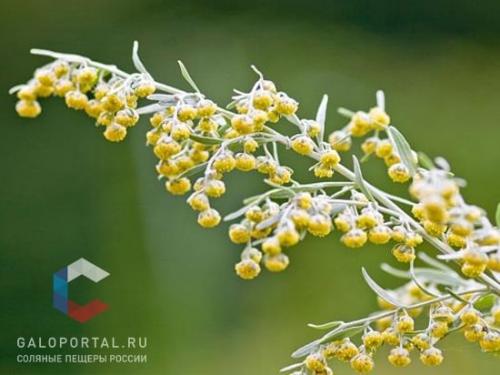 Аллергенные цветы в саду. Знать противника в лицо: растения-аллергены