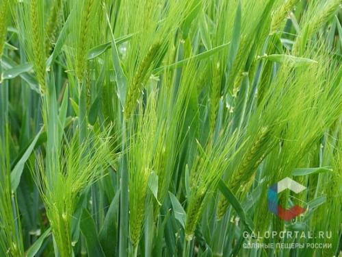 Аллергенные цветы в саду. Знать противника в лицо: растения-аллергены