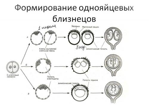 Почему из одного эмбриона получаются близняшки или тройняшки. Виды