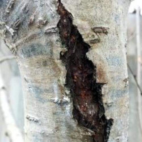 В чем разница между зимними ранами и другими повреждениями деревьев. Повреждения после зимы: с чем можно столкнуться