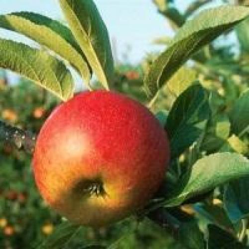 Можно ли наносить садовый вар на поврежденные или больные участки дерева. Чем лучше замазывать деревья?