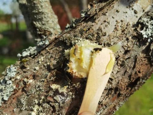 Как разогреть большой объем садового вара. Приготовление садового вара своими руками в домашних условиях