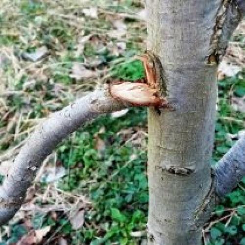 В чем разница между зимними ранами и другими повреждениями деревьев. Повреждения после зимы: с чем можно столкнуться