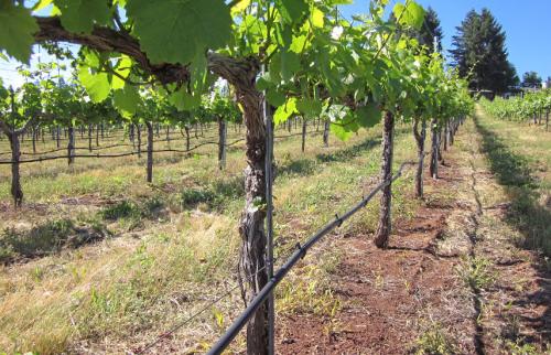 План работ в саду на сентябрь. Сентябрь: работа в огороде