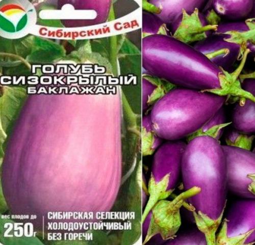 Ранние сорта баклажан для открытого грунта. Лучшие сорта баклажанов 2022 для открытого грунта, описание + фото