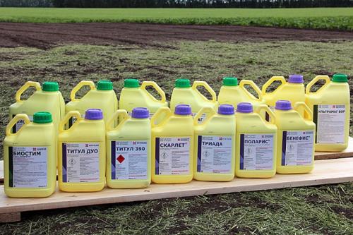 Чем обработать землю в теплице от грибковых заболеваний. 6 эффективных способов обработки почвы от грибка