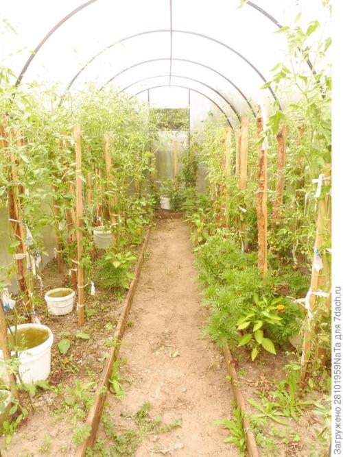 Какие работы проводить в теплице осенью. Теплица. Осенние работы в ней