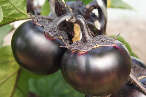 Ранние сорта баклажан для открытого грунта. Лучшие сорта баклажанов 2022 для открытого грунта, описание + фото