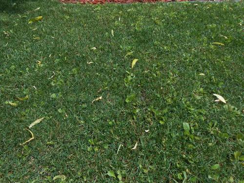 Когда удобрять газон осенью. Чем подкормить газон осенью 05