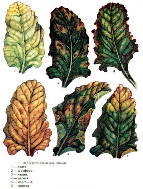 Подкормка свеклы в июне. Подкормка свеклы —, как и чем удобрять свеклу: схемы и дозировки