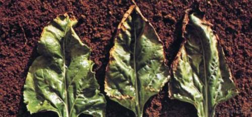 Подкормка свеклы в июне. Подкормка свеклы —, как и чем удобрять свеклу: схемы и дозировки