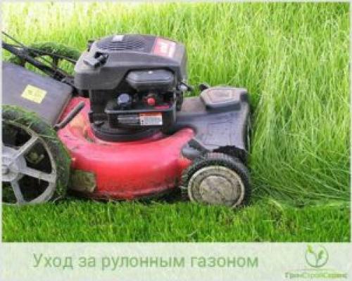 Уход за газоном после посадки осенью. Газон посадка и уход 04