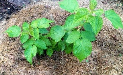 Уход за газоном после посадки осенью. Газон посадка и уход 03