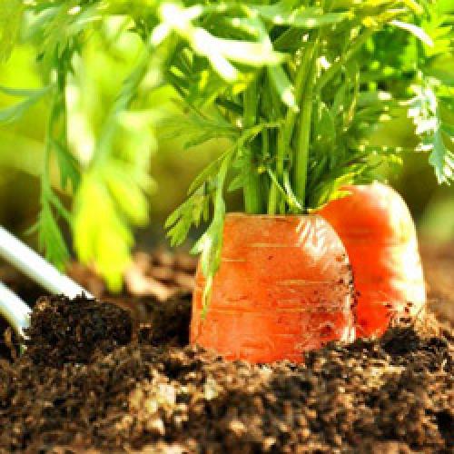 Как вырастить вкусную и ровную морковь. Как вырастить морковь в открытом грунте 02