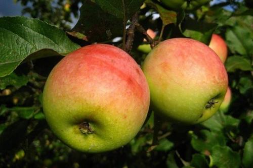 Лучшие осенние сорта яблонь. Осенние сорта яблонь