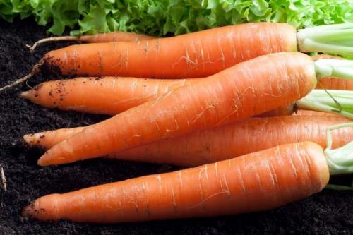 Как вырастить вкусную и ровную морковь. Как вырастить морковь в открытом грунте