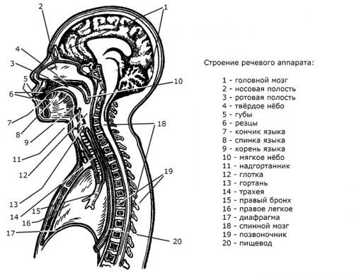 Артикуляционный отдел периферического речевого аппарата обеспечивает. Строение речевого аппарата