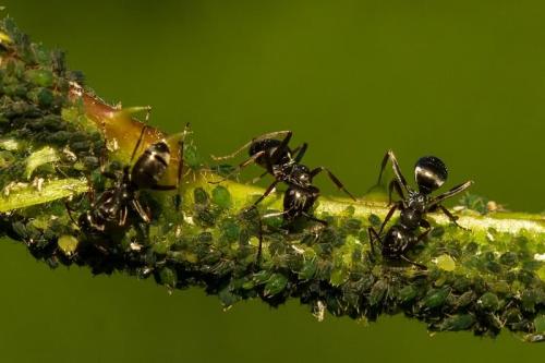 Можно ли избавиться от муравьев в огороде навсегда. Муравьи в огороде и борьба с ними