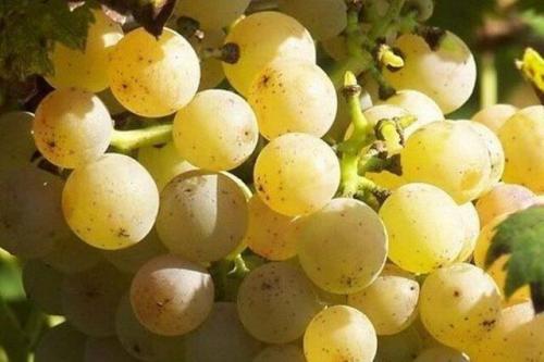 Технический виноград это. Технические сорта белого винограда