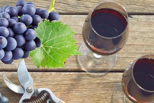 Столовый и технический виноград. Технический и столовый виноград. Есть ли разница? 15