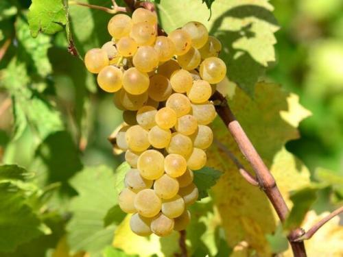 Технический виноград это. Технические сорта белого винограда