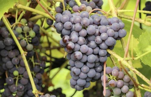 Столовый и технический виноград. Технический и столовый виноград. Есть ли разница? 13