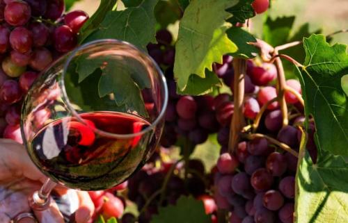 Столовый и технический виноград. Технический и столовый виноград. Есть ли разница? 14