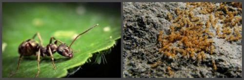 Как избавиться от рыжих муравьев в квартире ответы. Правила эффективного уничтожения