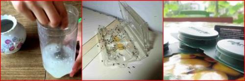 Как избавиться от рыжих муравьев в квартире ответы. Правила эффективного уничтожения