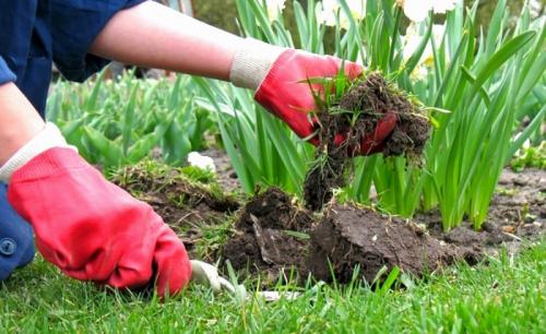 Таблица подкормки садовых цветов. Основные правила подкормки цветов весной на даче