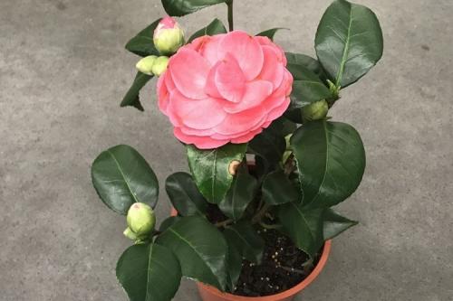 Чем обработать землю в горшке от вредителей.