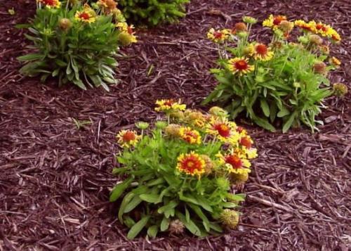 Таблица подкормки садовых цветов. Основные правила подкормки цветов весной на даче