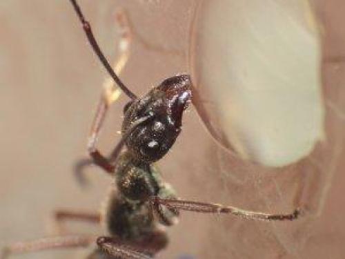 Как найти гнездо муравьев в квартире?