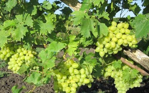 Лучшие сорта винограда для себя. Лучшие столовые сорта винограда: топ-15 