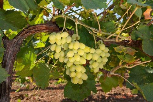 Лучшие сорта винограда для белого вина. Лучшие сорта винограда для вина: фото, названия и описания (каталог)