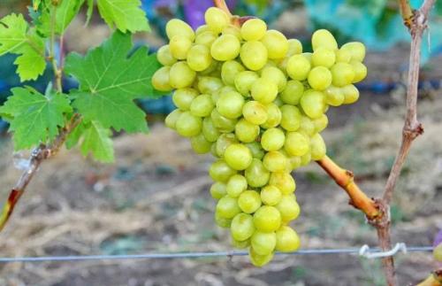 Лучшие сорта винограда для себя. Лучшие столовые сорта винограда: топ-15 