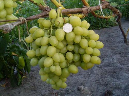 Лучшие сорта винограда для себя. Лучшие столовые сорта винограда: топ-15 