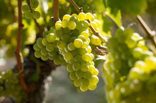 Лучшие сорта винограда для белого вина. Лучшие сорта винограда для вина: фото, названия и описания (каталог)
