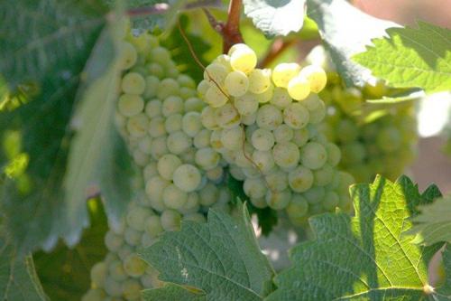 Лучшие сорта винограда с описанием. Лучшие сорта винограда: фото, названия и описания (каталог)