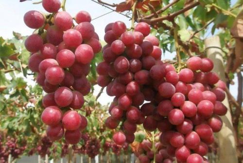 Лучшие сорта винограда с описанием. Лучшие сорта винограда: фото, названия и описания (каталог)