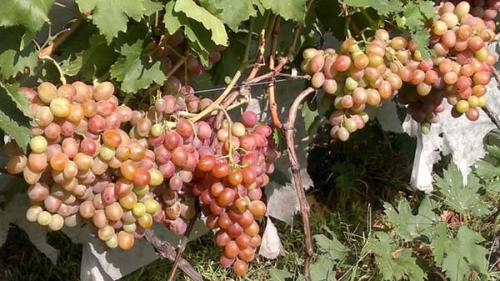 Лучшие сорта винограда для себя. Лучшие столовые сорта винограда: топ-15 