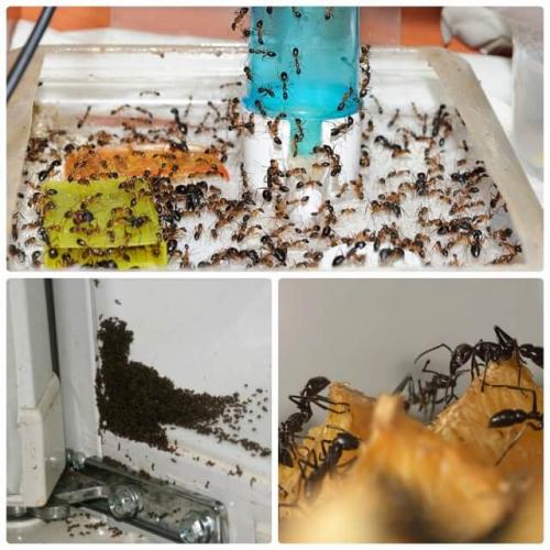 Как избавиться от муравьев на кухне. Что нужно знать о муравьях, появившихся в доме?