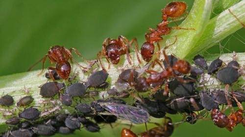 10 способов избавиться от муравьев в огороде. Как вывести муравьев с участка 03