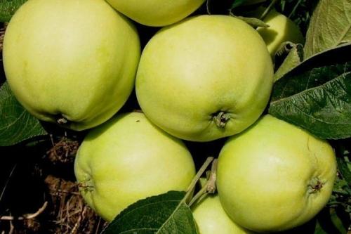 Самые сочные сорта яблок. Летние сорта