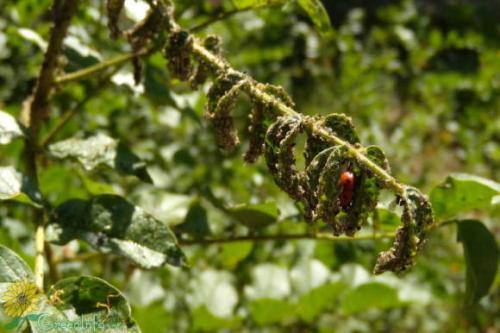 ТОП-15 лучших средств от садовых муравьев. Инсектицидные средства от муравьев — критерии выбора и сравнительная оценка 22-х препаратов 02